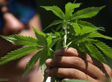 Mini-coltivazioni di cannabis in casa: primo ok