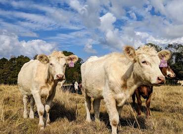 Zootecnia a rischio con rincari per le materie prime