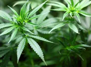 Il referendum sulla cannabis, occasione liberale per il centrodestra