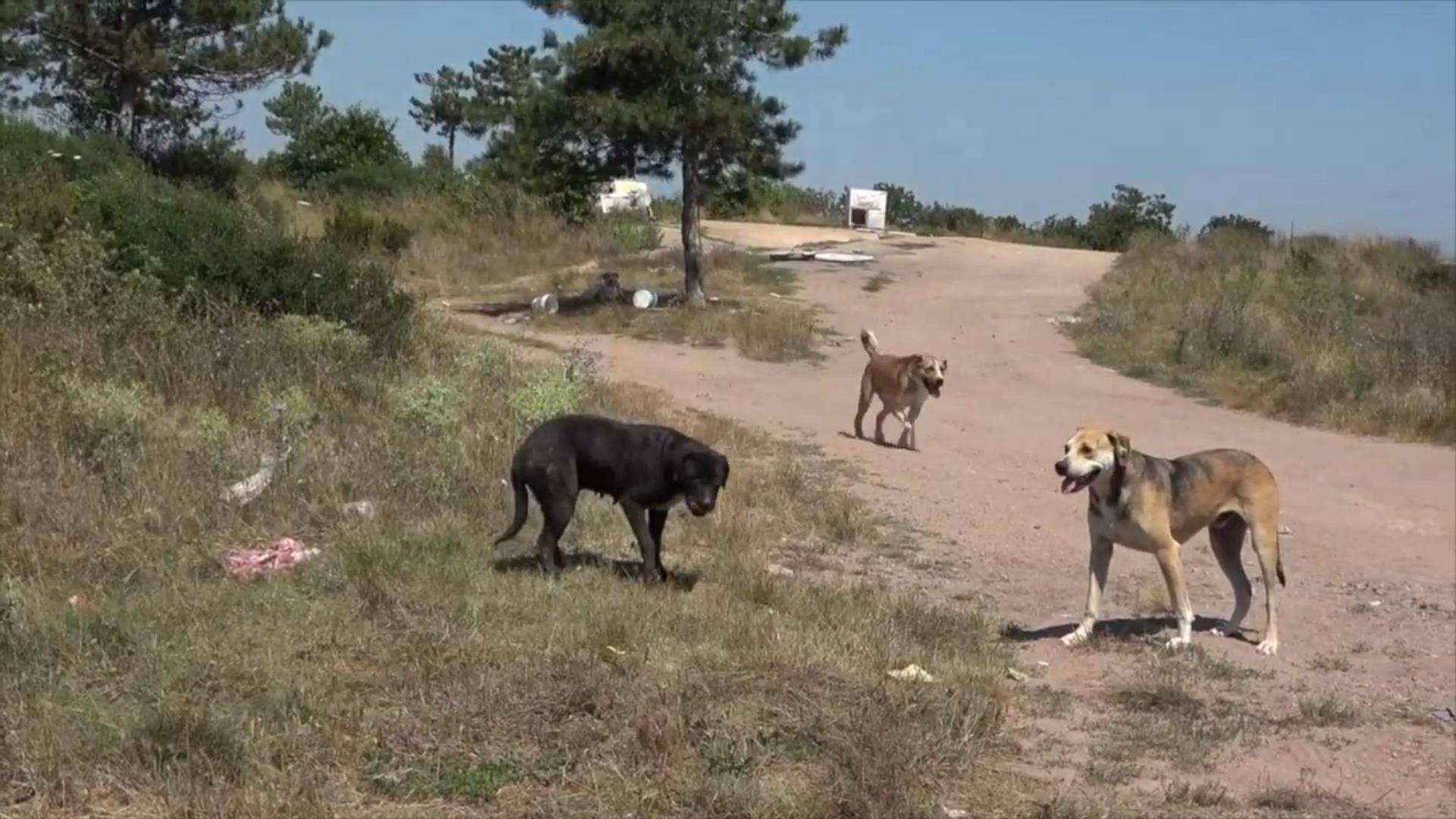 Il randagismo di cani e uomini del nostro tempo (video)