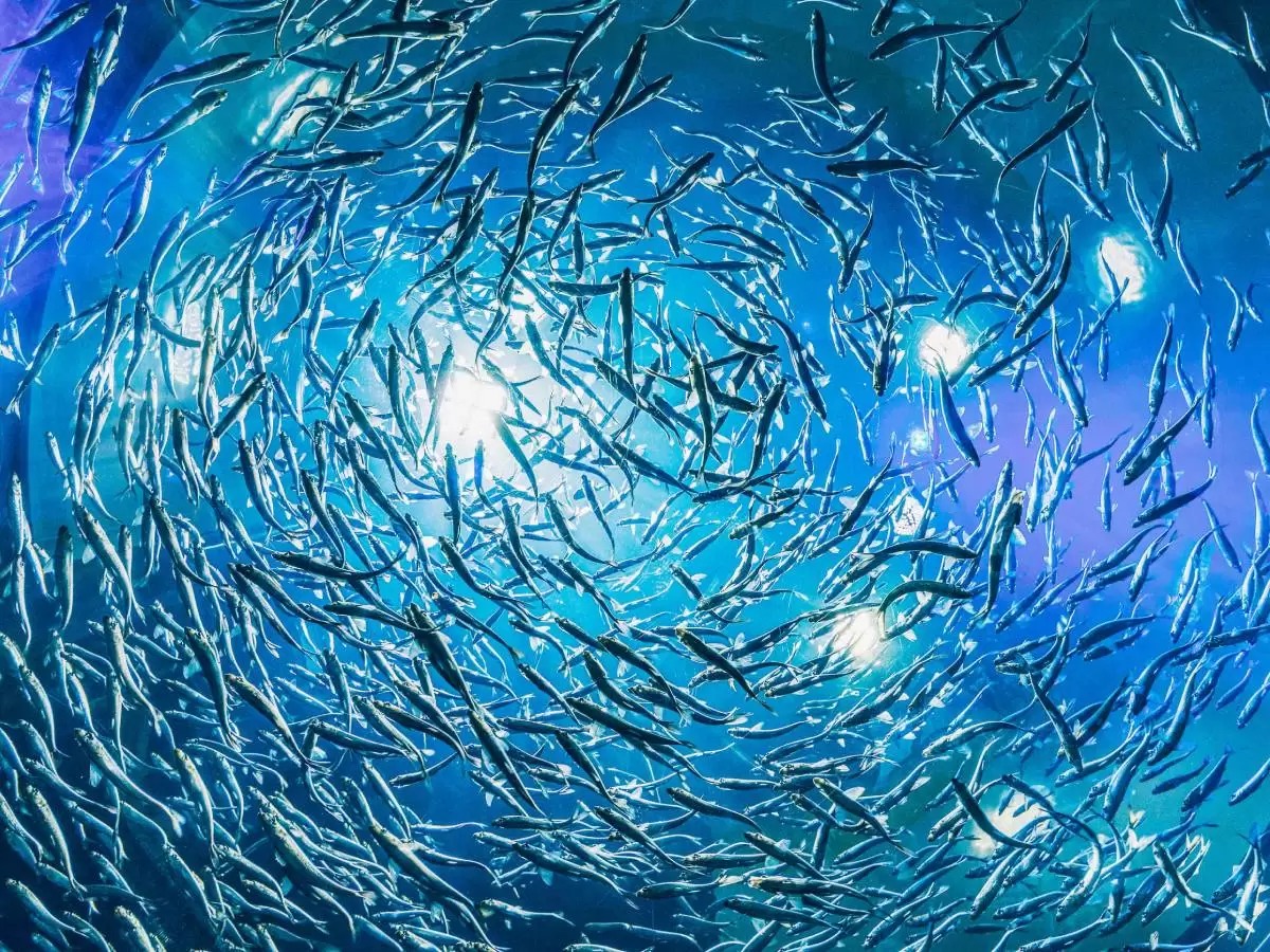 Il manifesto di Treviso per la transizione ecologica