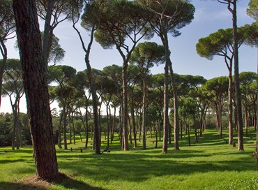 Domenica la Giornata nazionale degli alberi