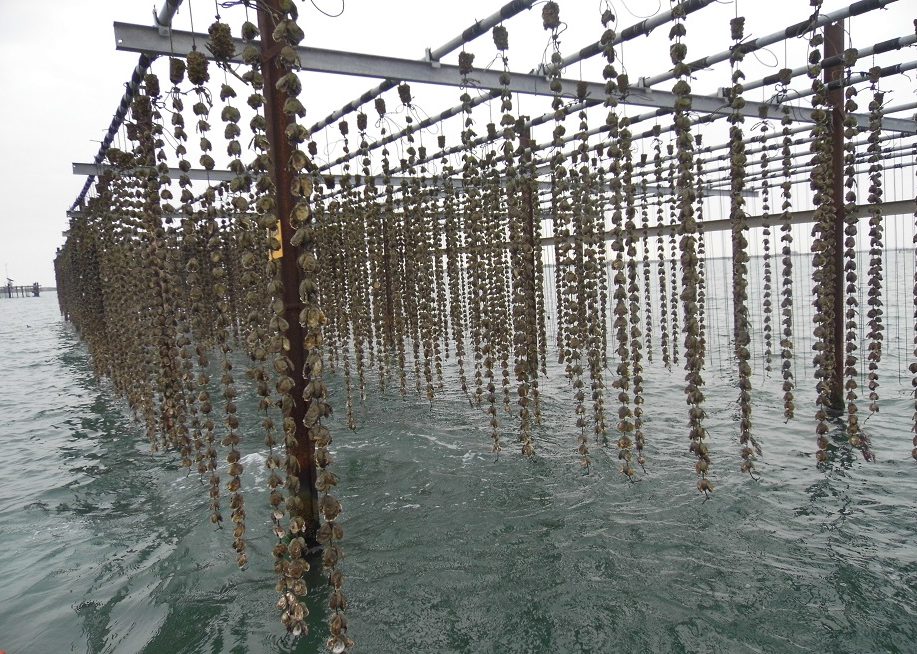 I prodotti ittici del Delta del Po a Sealogy