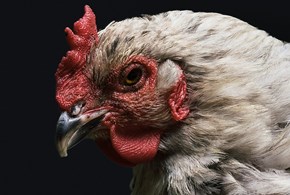 La gallina (non) è un animale intelligente