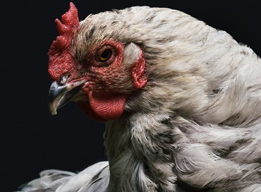 La gallina (non) è un animale intelligente
