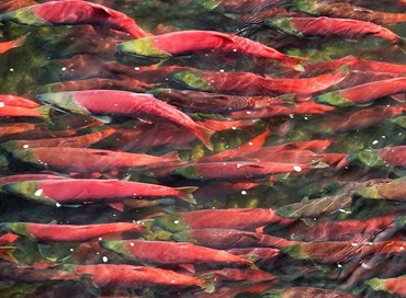 In Alaska il nuovo anno è dedicato alla valorizzazione del salmone