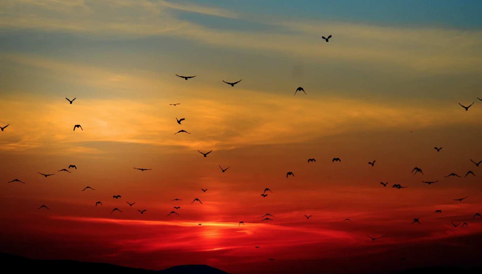 Il tramonto del grillismo