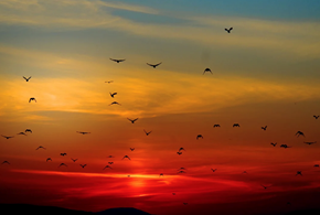 Il tramonto del grillismo