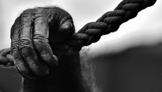 Il benessere animale alla luce della recente giurisprudenza