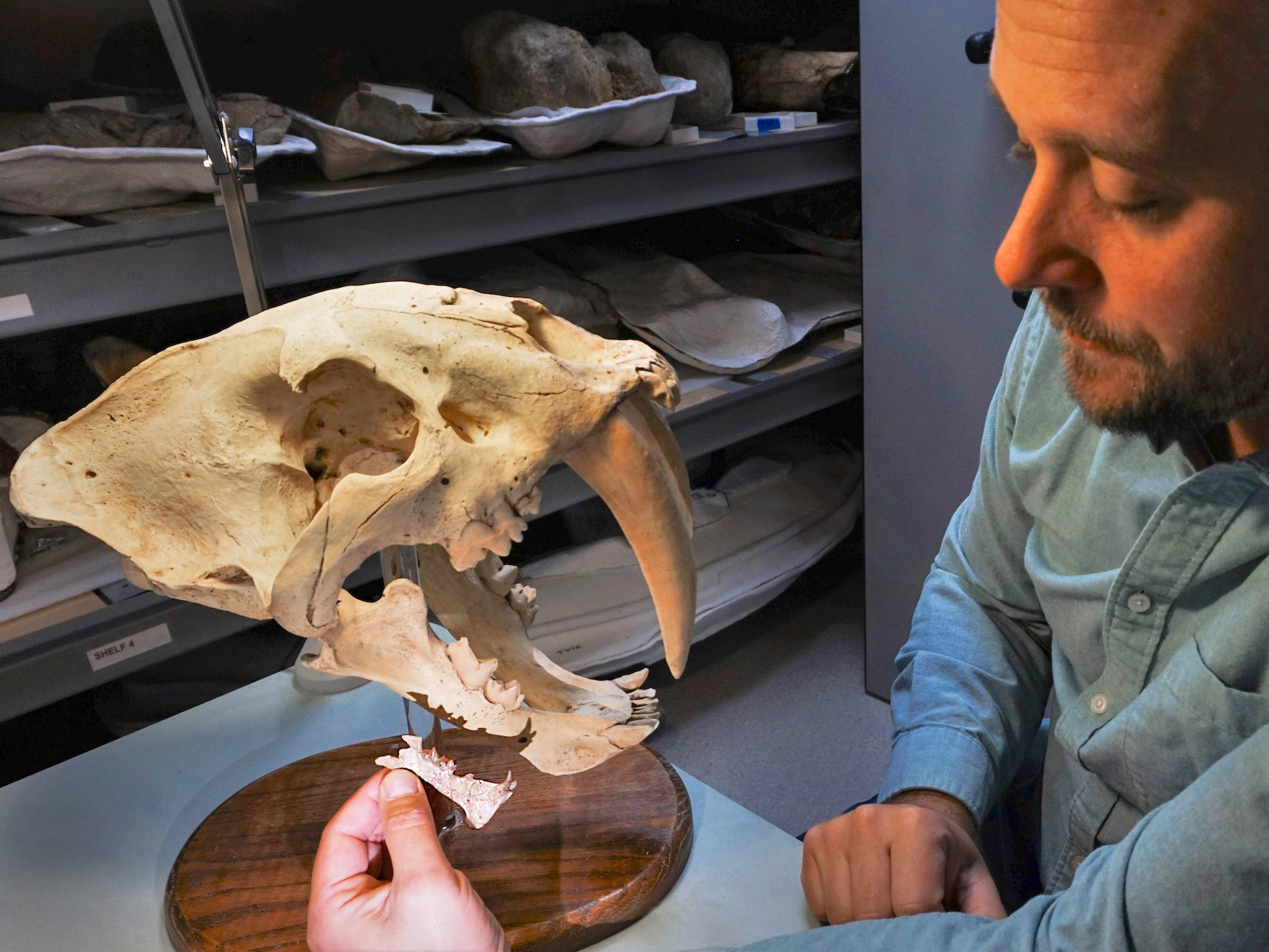 Il gatto con i denti a sciabola: la scoperta