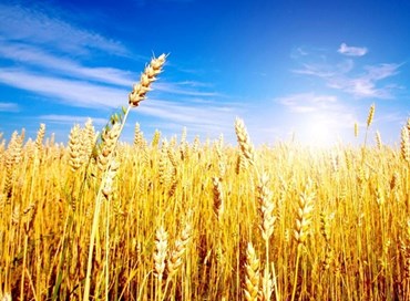 La crisi del grano dall’Ucraina