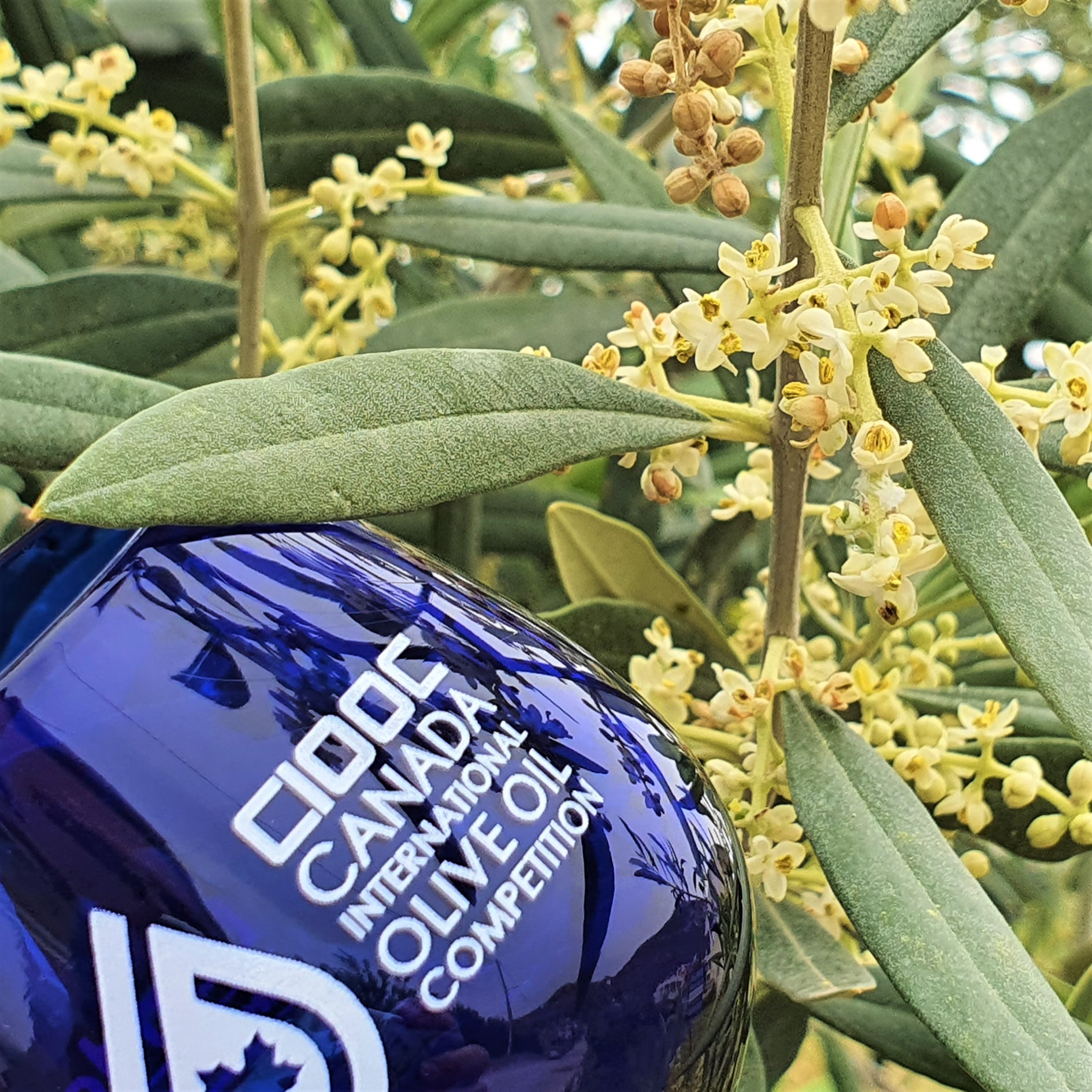 Il Canadian Awards 2022 e la promozione dell’olio d’oliva 