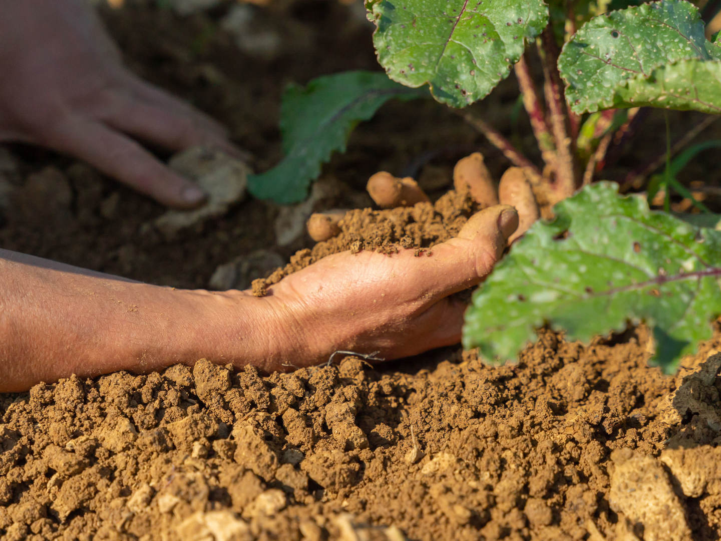 L’agricoltura innovativa unisce Israele a Napoli