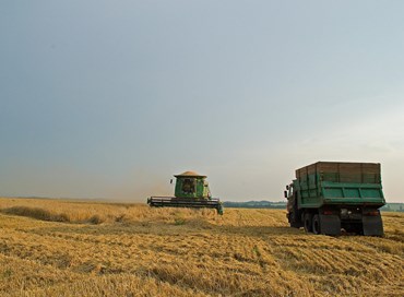 Grano “duro”: i prezzi aumentano del 36 per cento