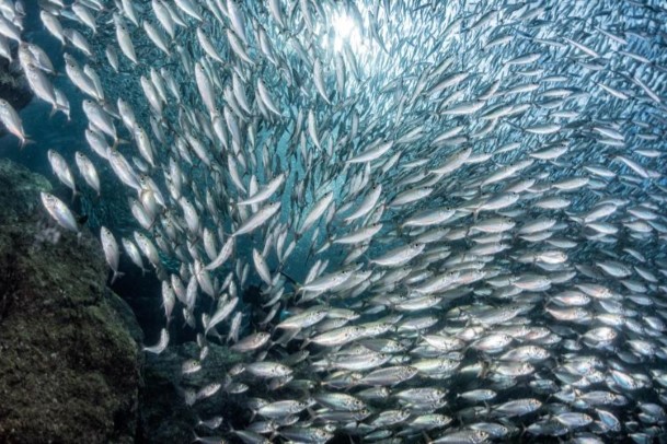 Il Cilento, la Dieta mediterranea e la filiera ittica 