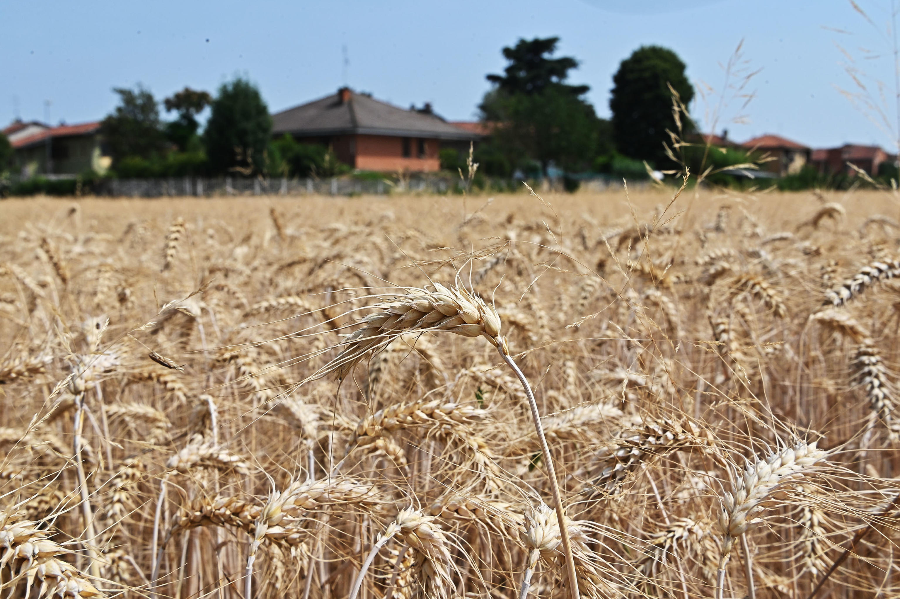 La siccità miete il grano