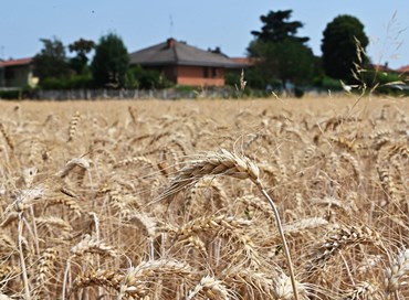 La siccità miete il grano