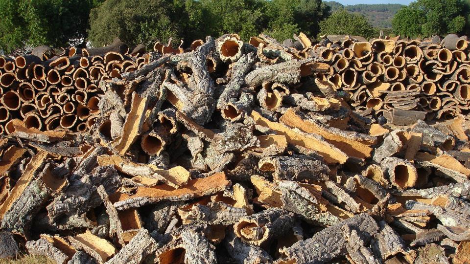 Il sughero del Cilento e la valorizzazione della macchia mediterranea