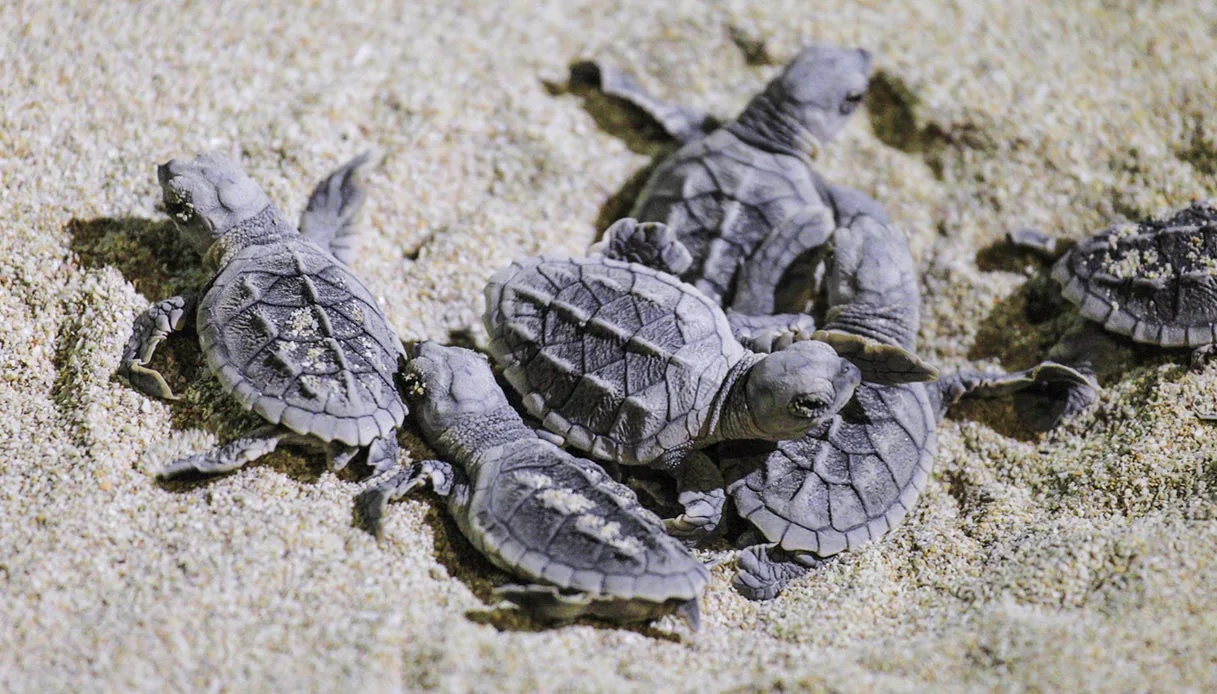 Blue economy per il Cilento e creazione dell’Area marina sperimentale 