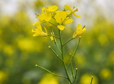 È allarme senape a Digione: colpa della siccità