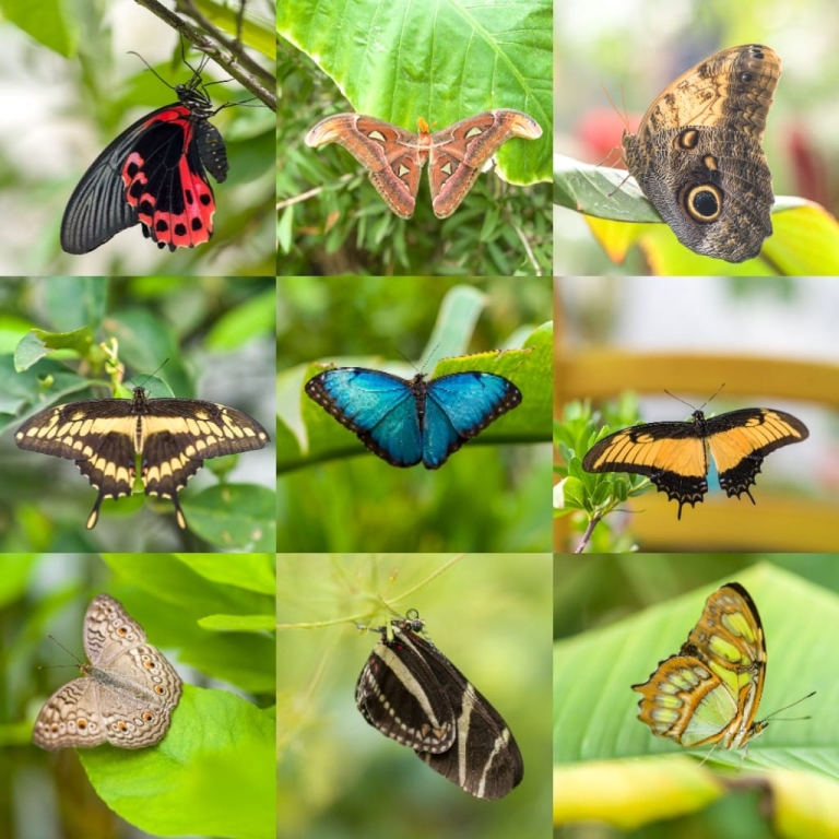 La casa delle farfalle a Roma