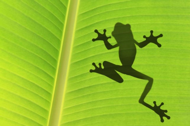 Il teorema della rana Precipitando dalle nuvole