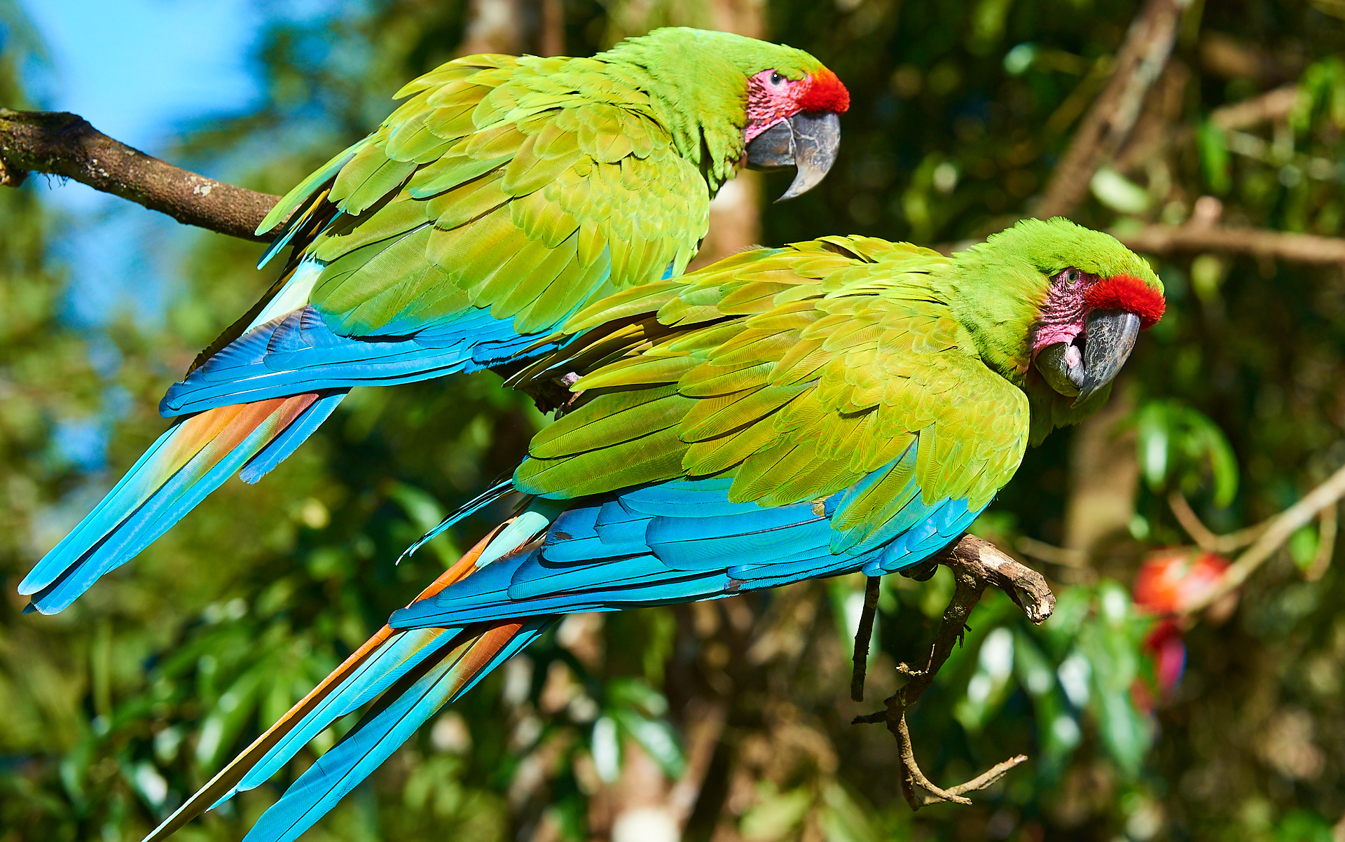 Il Costa Rica tutela e valorizza il proprio patrimonio naturalistico 