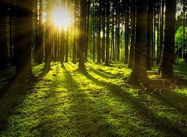 Pichetto: “Bisogna investire sulla conservazione delle foreste”