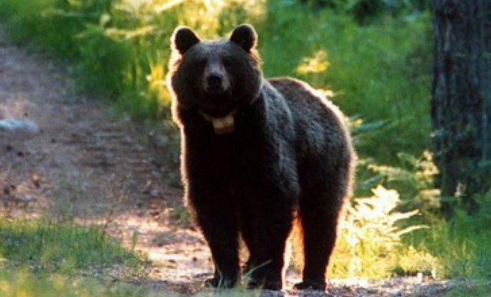 Tar di Trento sospende l’abbattimento dell’orso