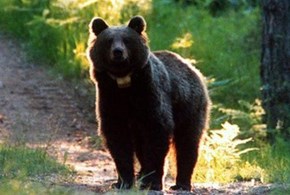 Tar di Trento sospende l’abbattimento dell’orso