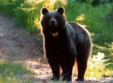 Tar di Trento sospende l’abbattimento dell’orso