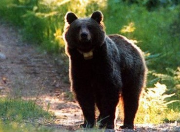 Tar di Trento sospende l’abbattimento dell’orso