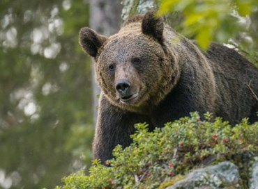 Gli orsi e il mito della sostenibilità