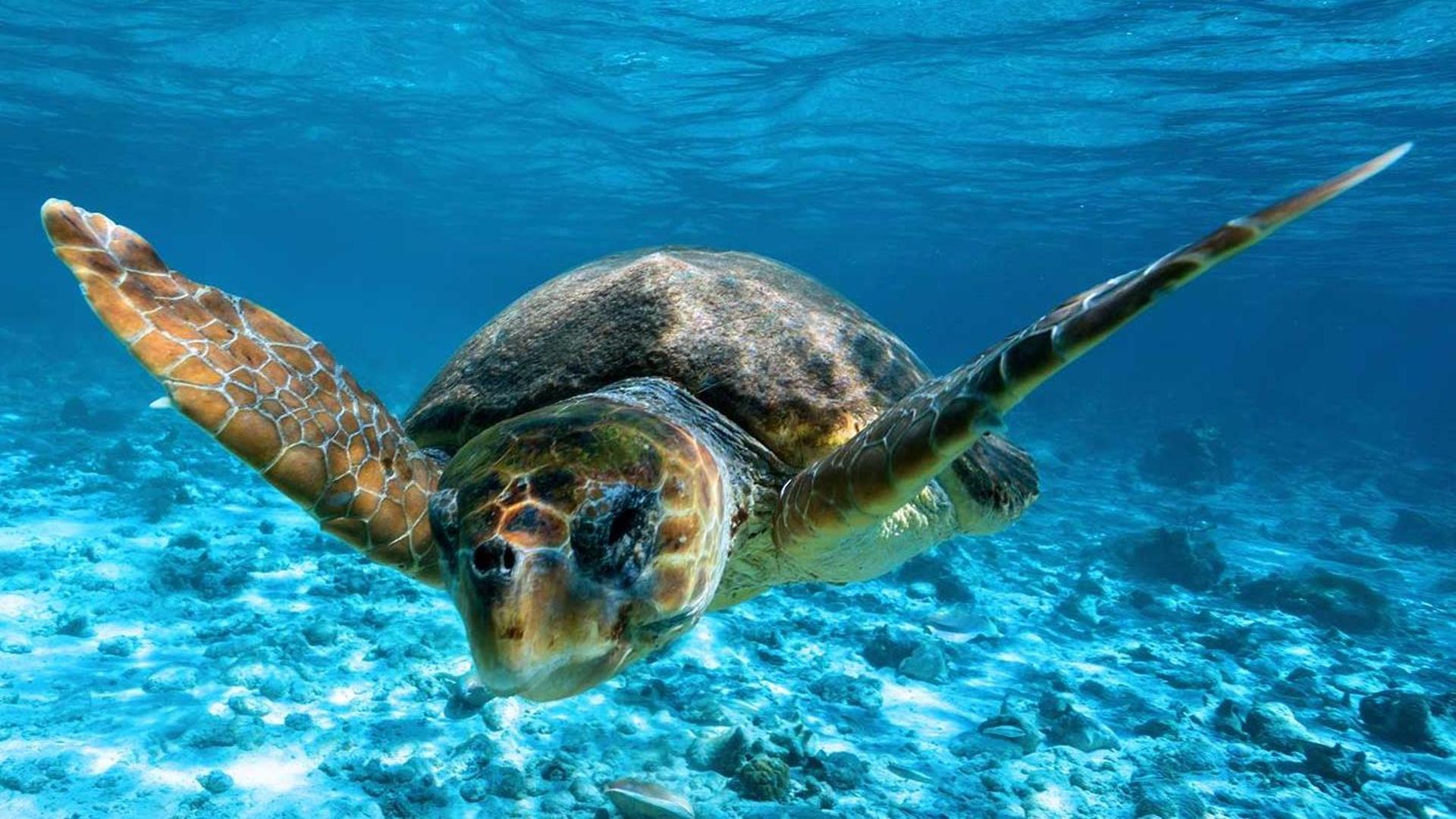 Il Cilento e i corsi per gli operatori addetti alla tutela delle tartarughe marine