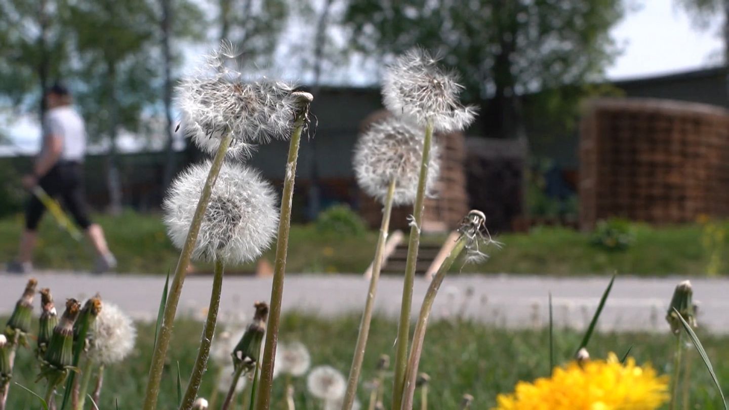 In Estonia nasce l’autostrada per gli insetti impollinatori