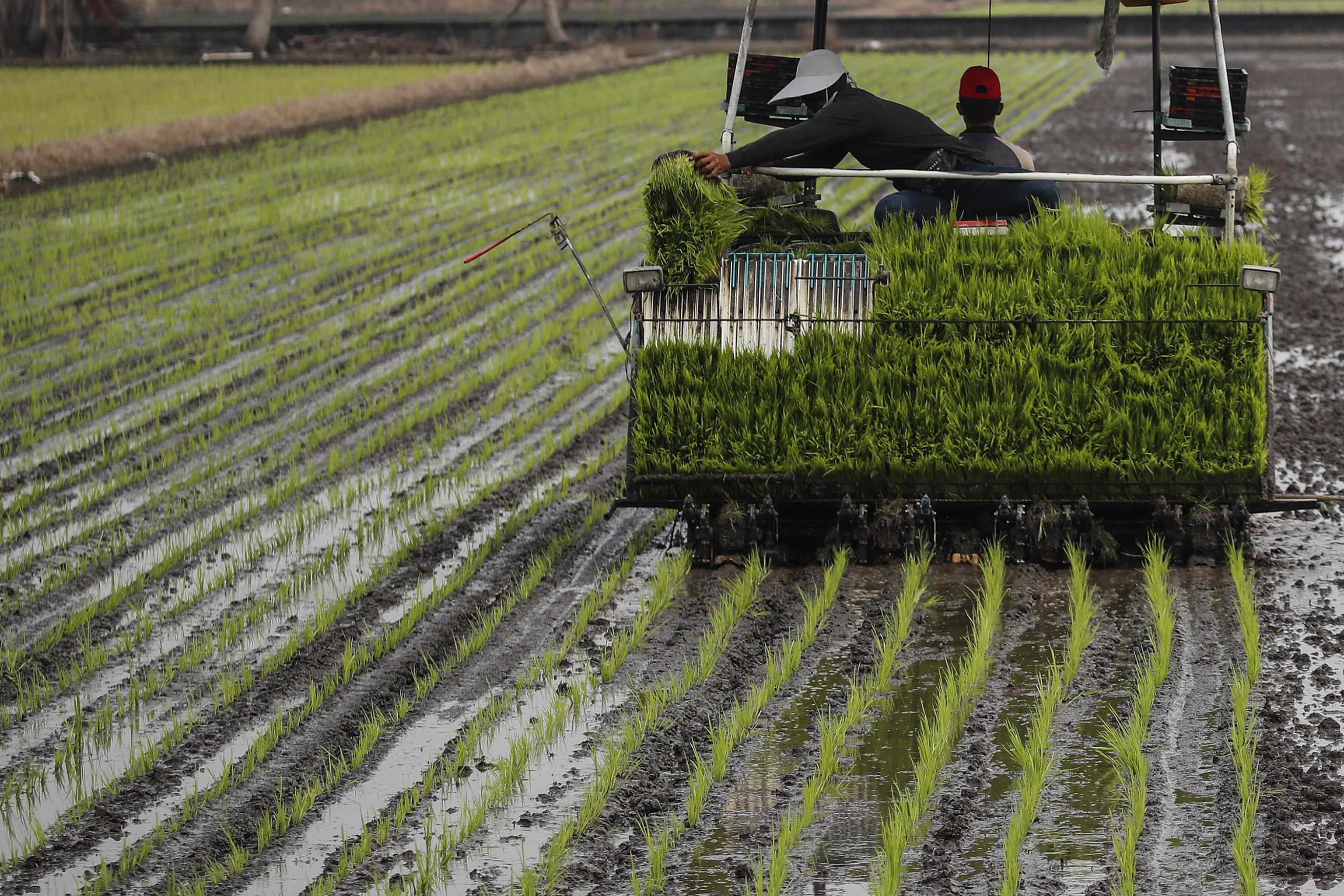 Prezzo del riso, il più alto degli ultimi 15 anni