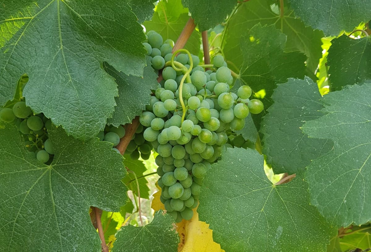 La Fiera agricola di Dragoni e la riscoperta della varietà “Ingannapastore” 