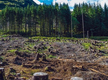 Le politiche anti-deforestazione dell’Unione europea