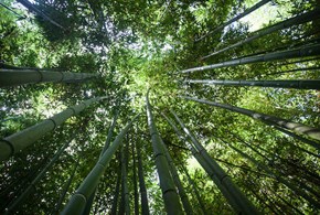 Bambù, un prezioso alleato dell’ambiente