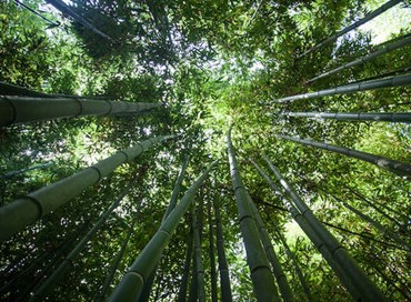 Bambù, un prezioso alleato dell’ambiente