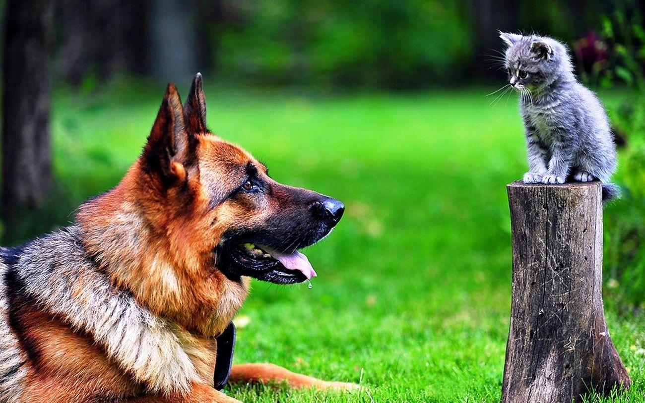 Basta con il becero animalismo