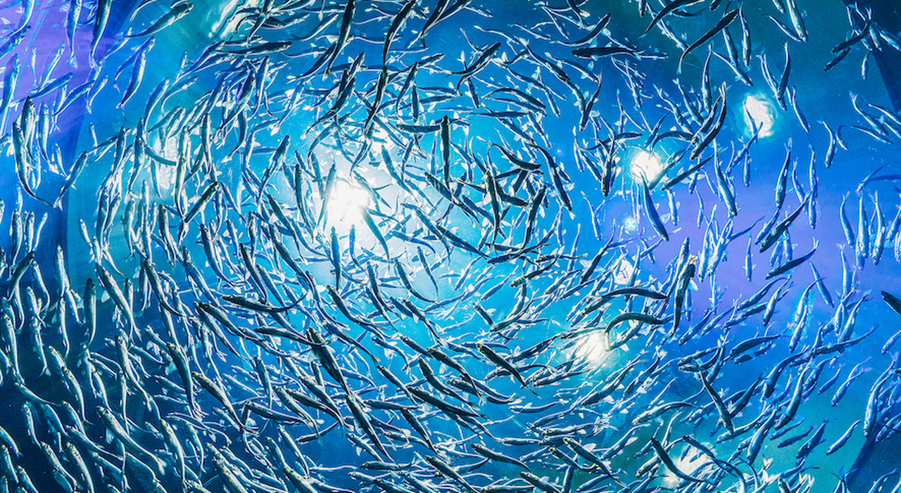 Il tour campano alla scoperta dei piccoli pelagici 