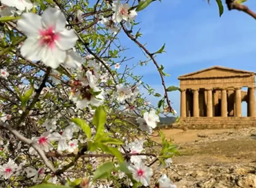 Mandorlo in fiore, un’esplosione di colori ad Agrigento