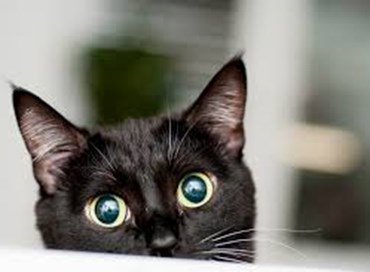 Lancio del gatto