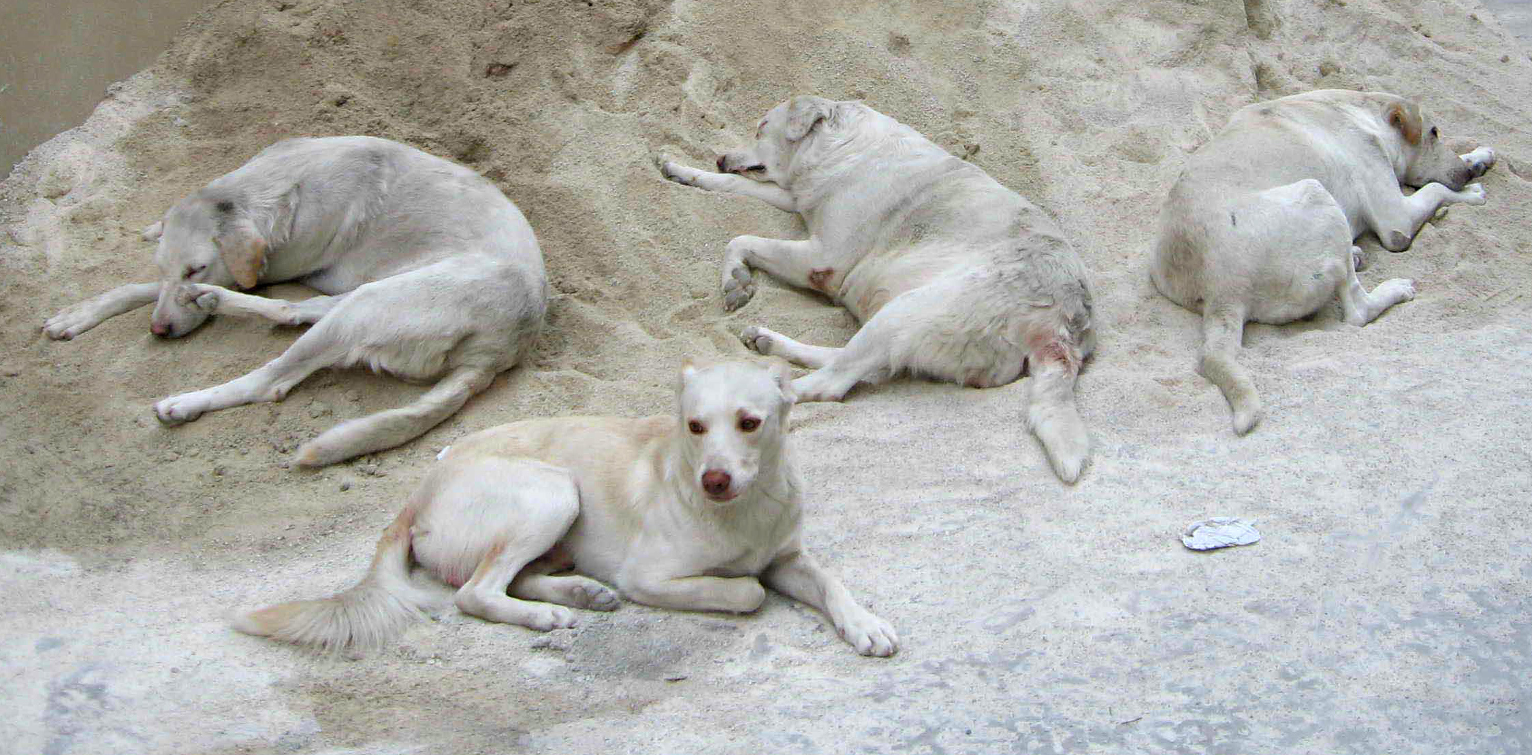 La Turchia fa un passo indietro nella guerra ai randagi