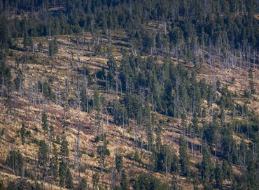 Più alberi uguale più ossigeno e meno Co2