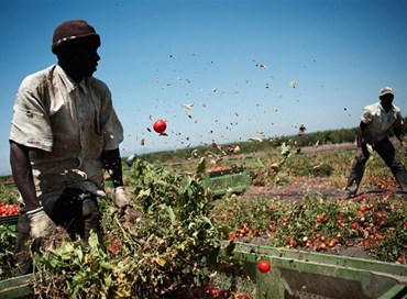 Lavoro: 34 milioni di inattivi e un mare di finti operai agricoli