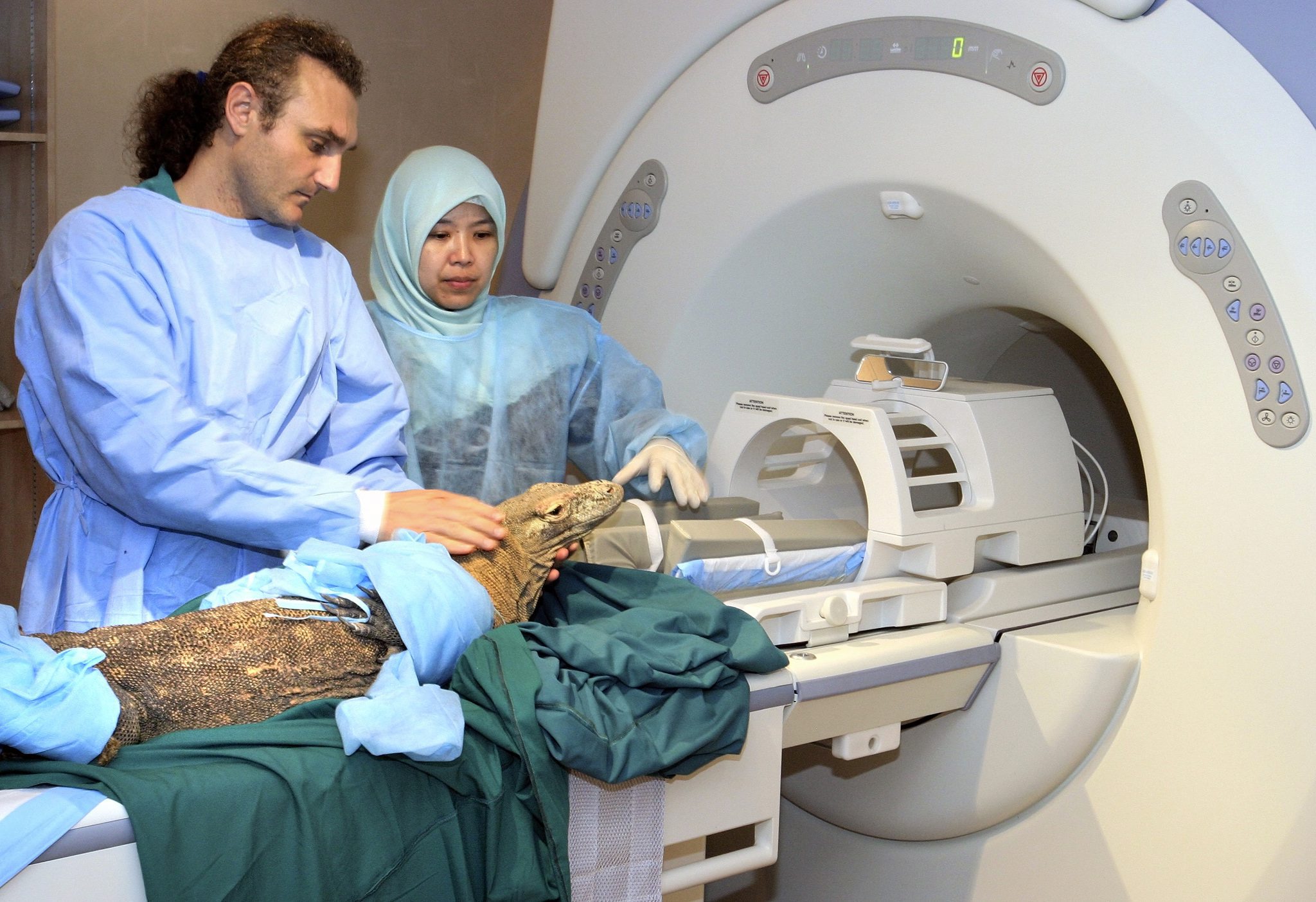 L’importanza del medico veterinario