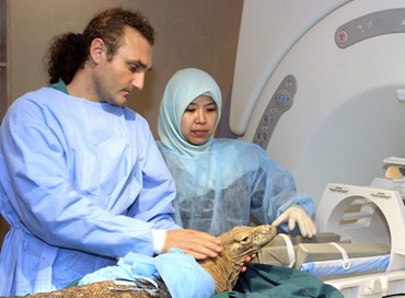 L’importanza del medico veterinario