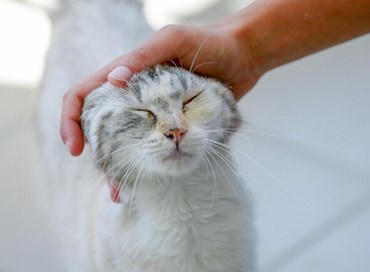 Animale e uomo